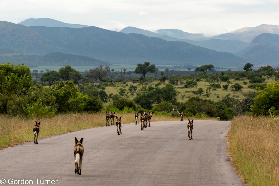 <h2>The Best of South Africa Escorted 2023</h2> 14 Nights | 6 Rounds | March 11 - 25